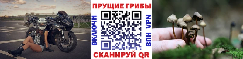 блэк спрут маркетплейс  Вилючинск  Псилоцибиновые грибы Cubensis 